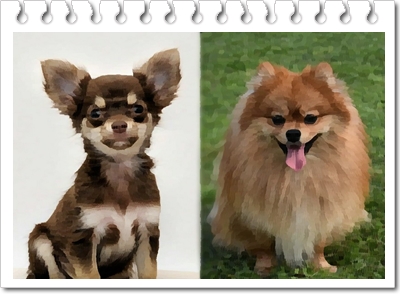  폼치(Pomchi)의 분양가격 및 품종에 대해