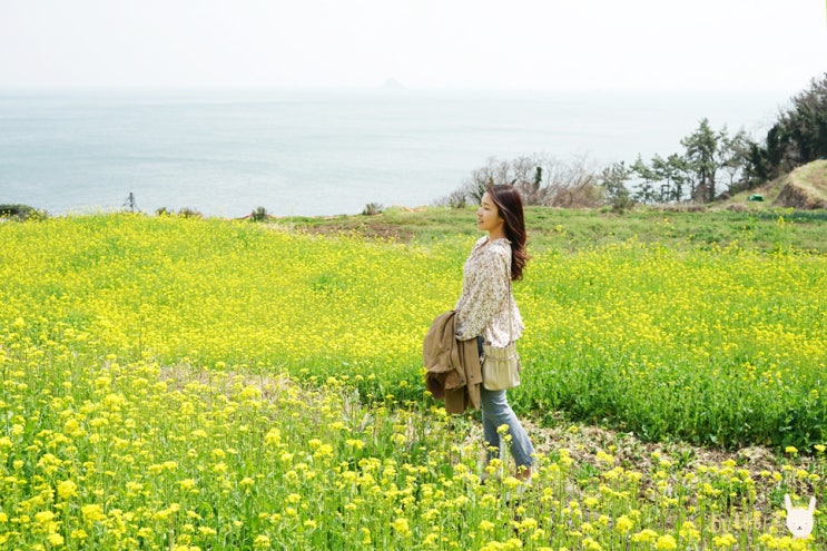 남해 다랭이마을 봄 풍경 유채꽃 개화상황