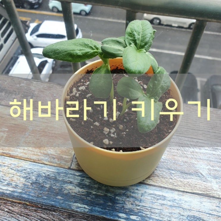  다이소 해바라기 키우기