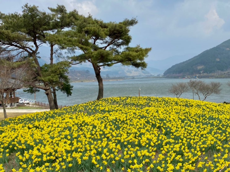 [전남/구례/여행] 지리산치즈랜드 :: 광주근교 수선화, 봄꽃놀이 가기 좋은 여행지