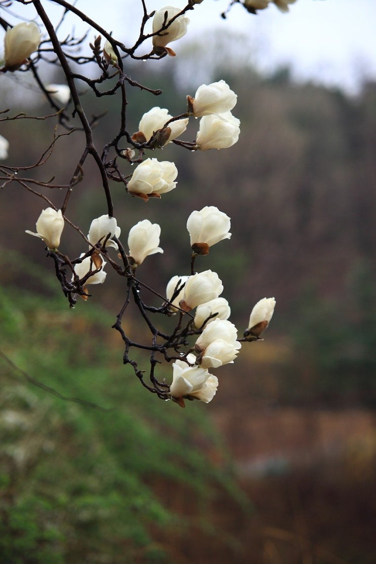  서울 봄꽃 숨은 명소(개나리, 벚꽃, 진달래)