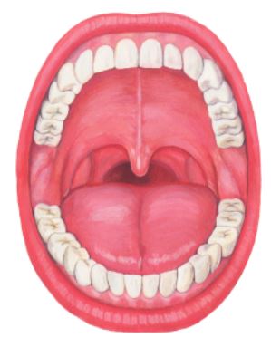 혀 안쪽 돌기 원인과 개선방법 알아보기