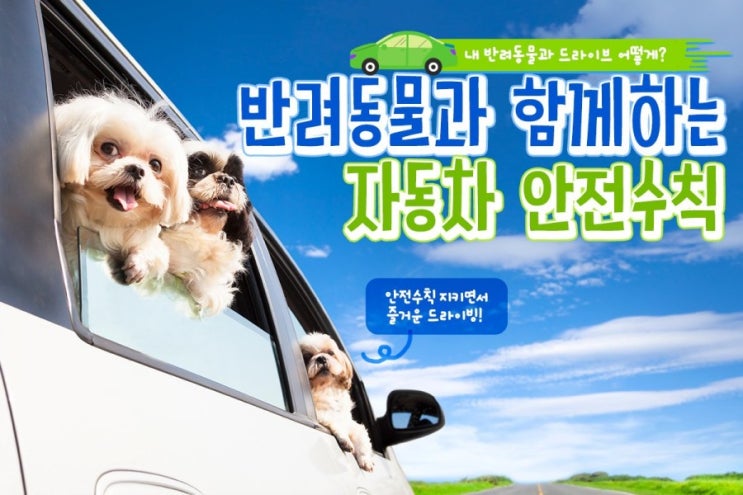  반려동물 자동차 안전수칙