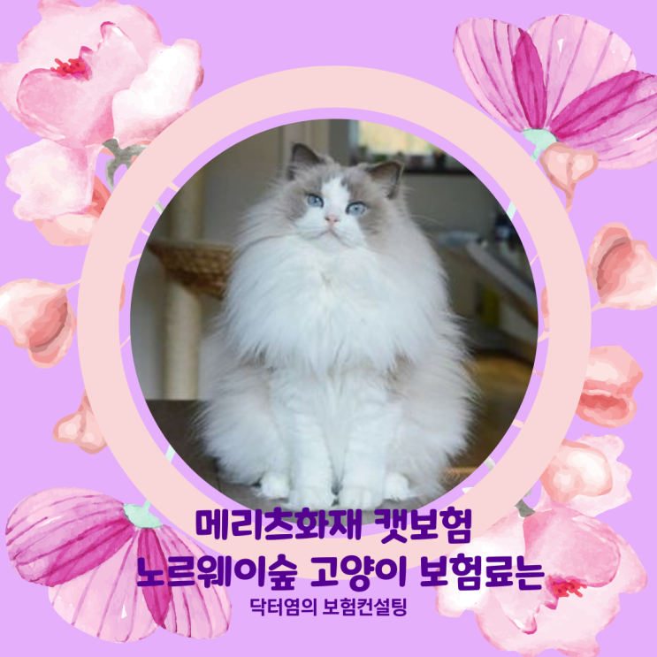 메리츠화재 캣보험 노르웨이숲 고양이 보험료는
