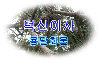 덕신용달 진하 월내. 덕신용달 진하 월내.