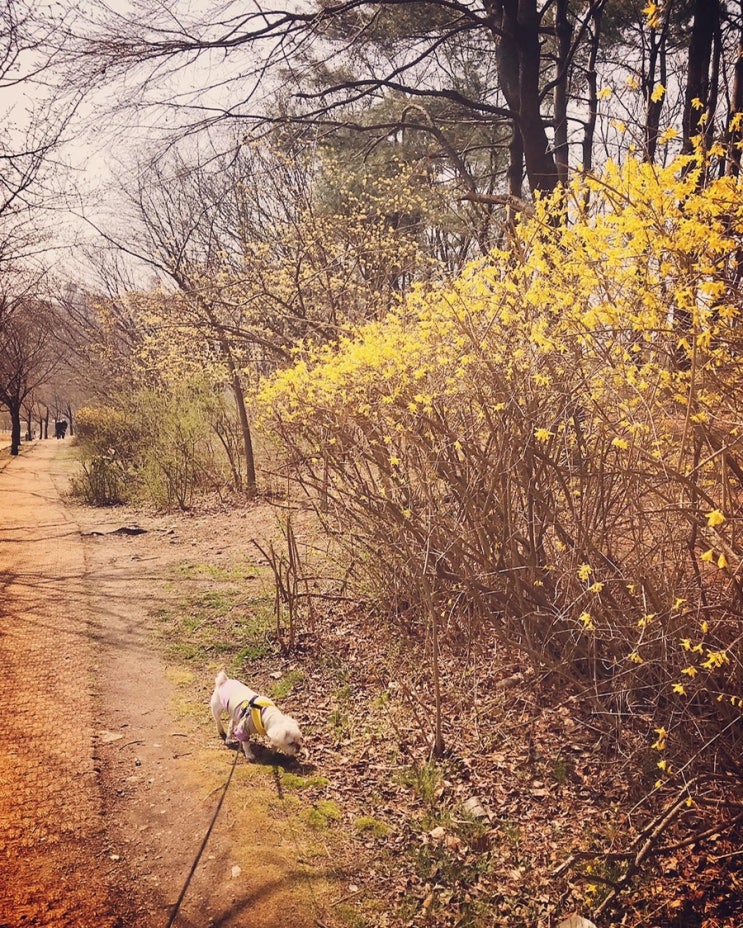 봄 날씨 만끽하는 댕댕이 말티츄 꼬까미 산책