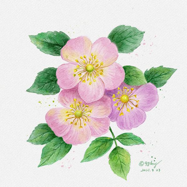 42일차-아이패드 장미꽃 프로크리에이트 수채화그림