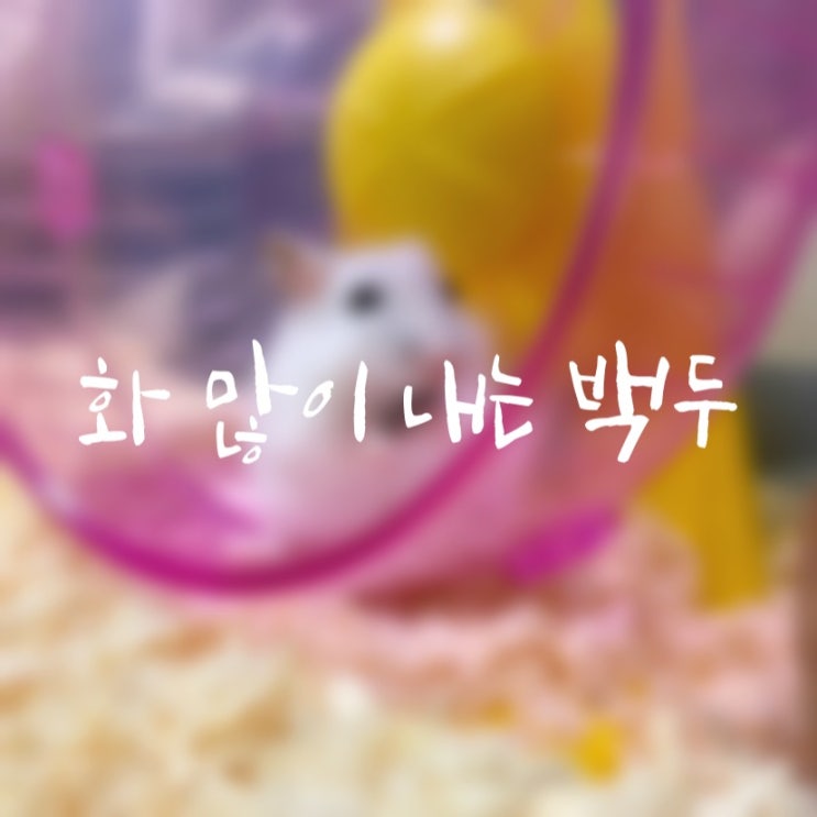  #드워프햄스터키우기 #펄햄스터키우기 : 2달간의 이야기