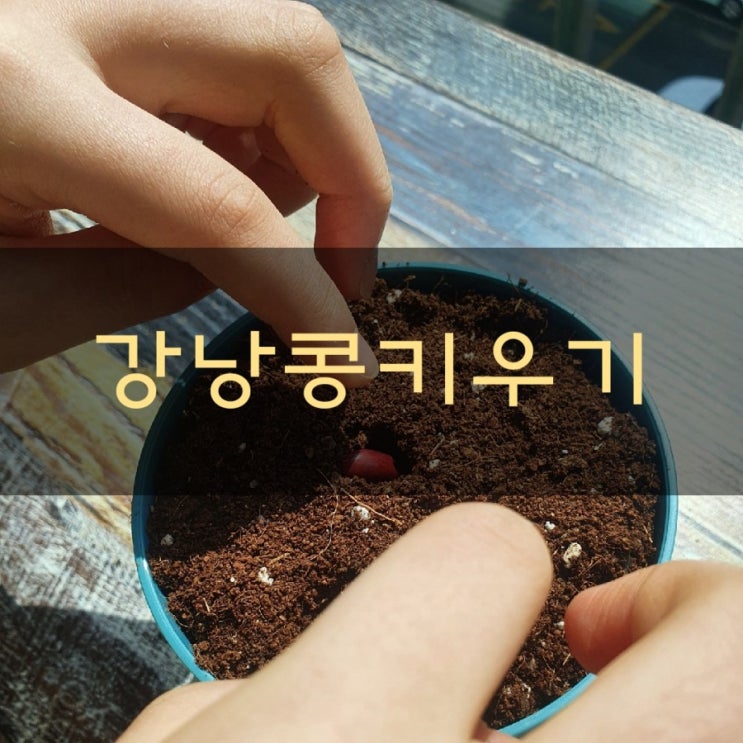  강낭콩심는시기 강낭콩파종시기 강낭콩키우기