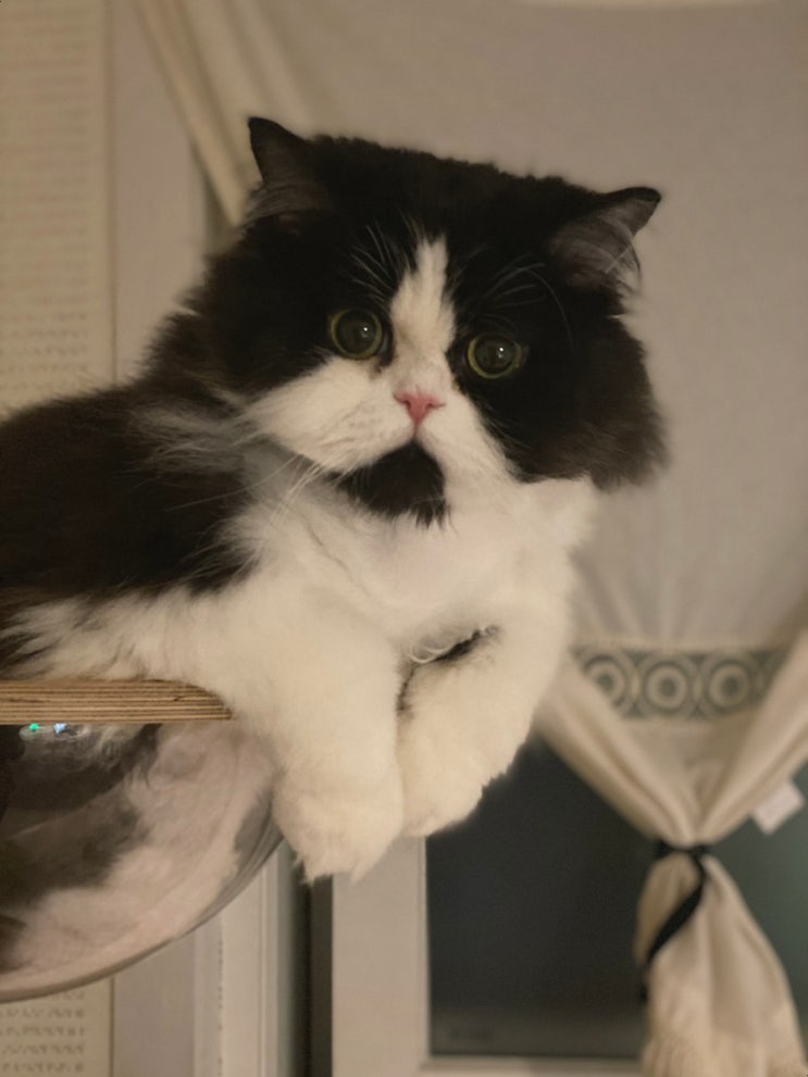  후추의 일상 : 털공으로 난리난 고양이