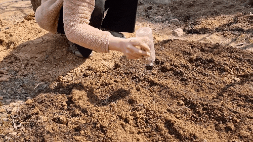 키우기 쉬운 텃밭 상추 심기 (텃밭 작물 재배 캘린더)