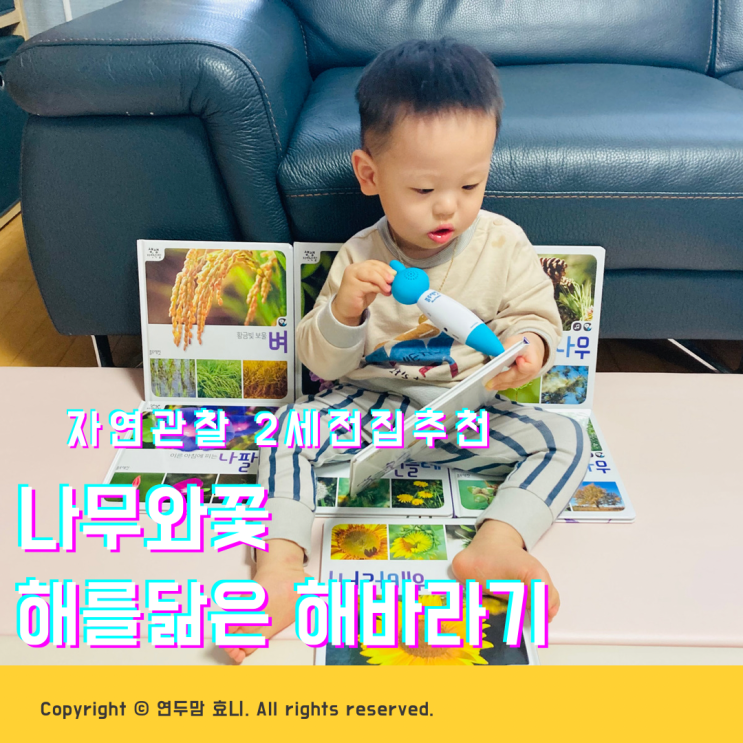 자연관찰 2세전집추천 블루래빗 나무와꽃 해를닮은해바라기 자연관찰 2세전집추천 블루래빗 나무와꽃 해를닮은해바라기