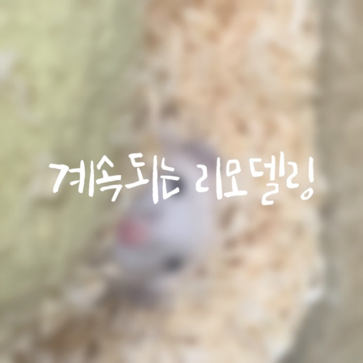  #코코넛은신처 #백두야선물이야 #벤토나이트화장실모래 : 고민중