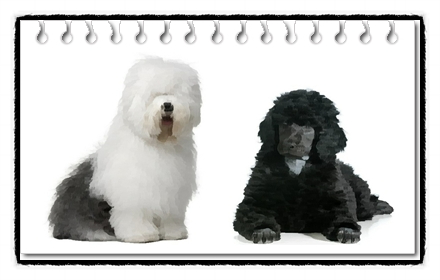  쉬파두들(Sheepadoodle)의 분양가격 및 품종에 대해
