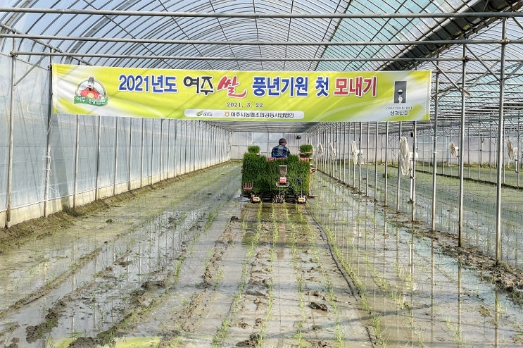 여주시 ‘대왕님표 여주쌀’ 첫 모내기 여주시 ‘대왕님표 여주쌀’ 첫 모내기