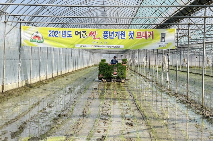 여주시 ‘대왕님표 여주쌀’ 첫 모내기