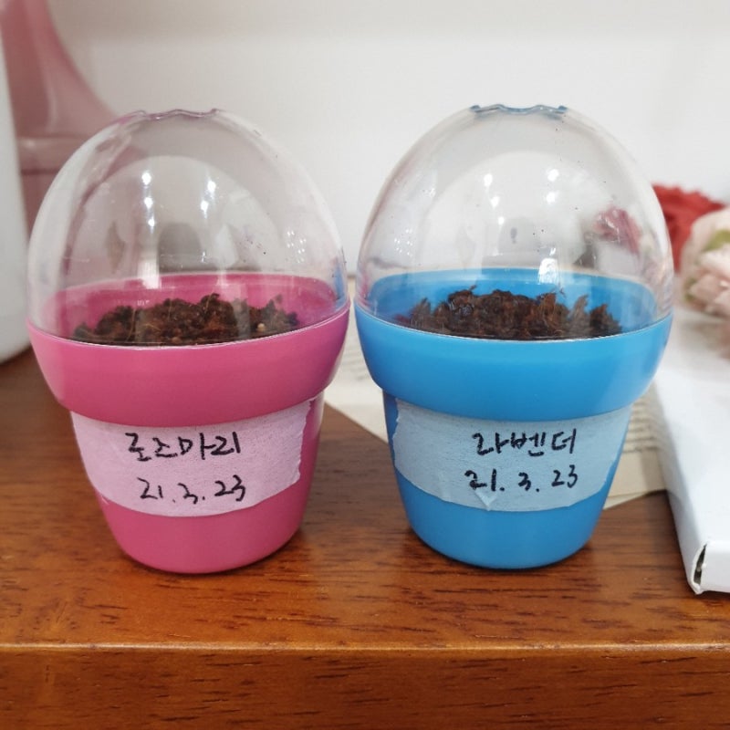 다이소 미니화분 로즈마리, 라벤다 키우기로 소소한 취미 즐기기