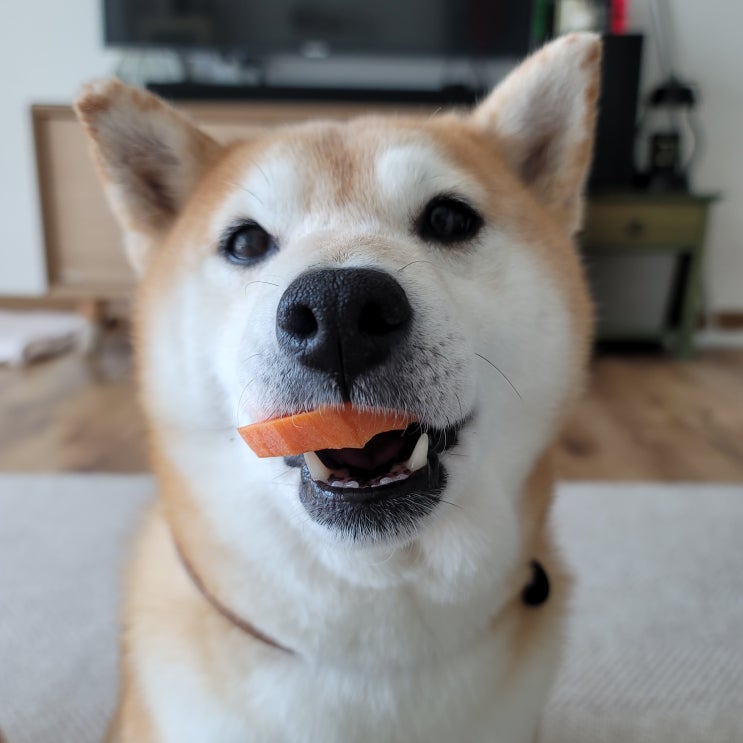  강아지 당근 먹어도 될까? 시바견 아리호랑은 좋아해요!