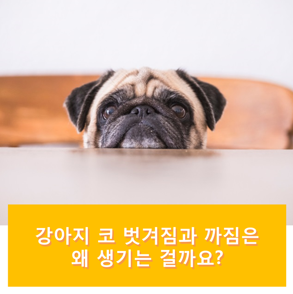  강아지 코 벗겨짐과 까짐은 왜 생기는 걸까요?