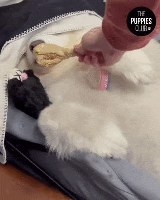  댕냥이 움짤모음~~