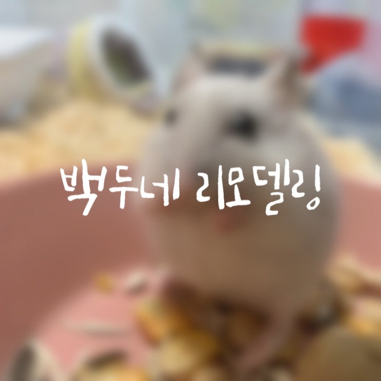  #베딩 #목욕모래 #은신처에 관한 이야기 : 몰랐던 사실