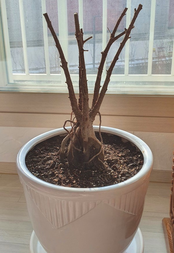  인삼벤자민 키우기 냉해 가지치기 2개월 후