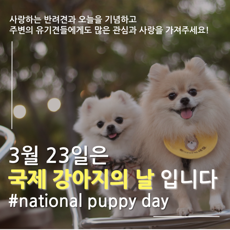 오늘은 국제 강아지의 날