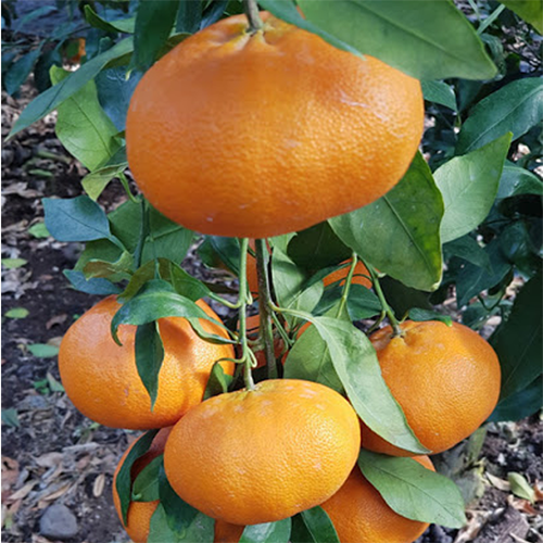 인기 급상승인 마켓끝판왕 산지직송 제주 고당도 레드향 서귀포 감귤 선물용 가정용 2kg 3kg, 제주 레드향 3kg (16-20과) - 중소과 좋아요 인기 급상승인 마켓끝판왕 산지직송 제주 고당도 레드향 서귀포 감귤 선물용 가정용 2kg 3kg, 제주 레드향 3kg (16-20과) - 중소과 좋아요