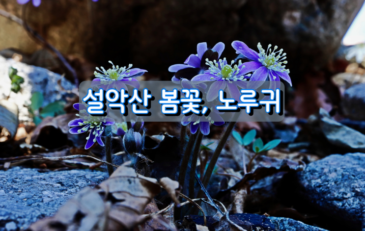 속초 봄나드리, 설악산 노루귀 속초 봄나드리, 설악산 노루귀