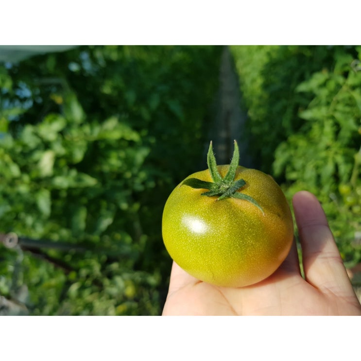 인기있는 대저 짭짤이 토마토 짭잘이 단짠 못난이 특품 2.5kg 5kg, 7. 대저 토마토 S 2.5kg 추천합니다