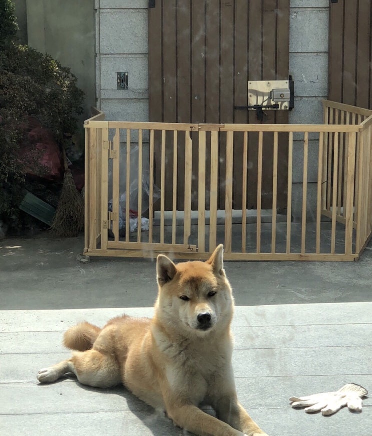  [프리실라] 마당에도 설치 가능한 강아지 울타리 펜스