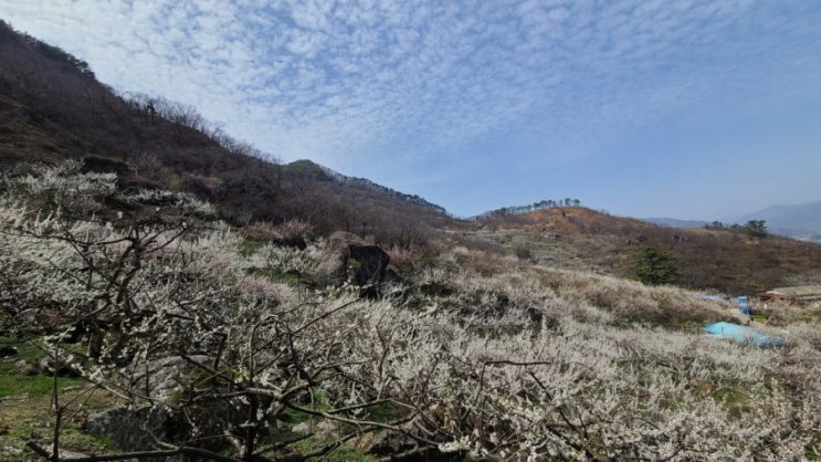  [쫓비산,광양매화마을] 쫓비산등산코스&하동산책로 추천