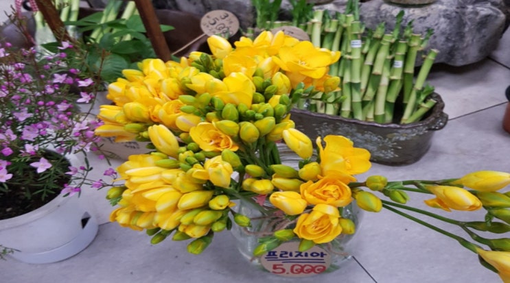  경산홈플러스꽃집과 홈플러스휴무일 알아보기