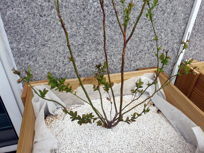 테라스 식물 키우기 (3월) - 묘목에 새싹이 올라오는 시기가 되었어요/ 블루베리, 체리, 가시오갈피, 수국~