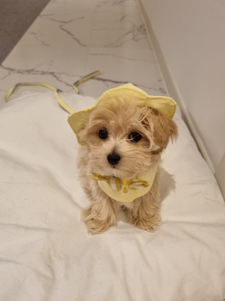  땅콩이의 패션쇼1   2021.3.23