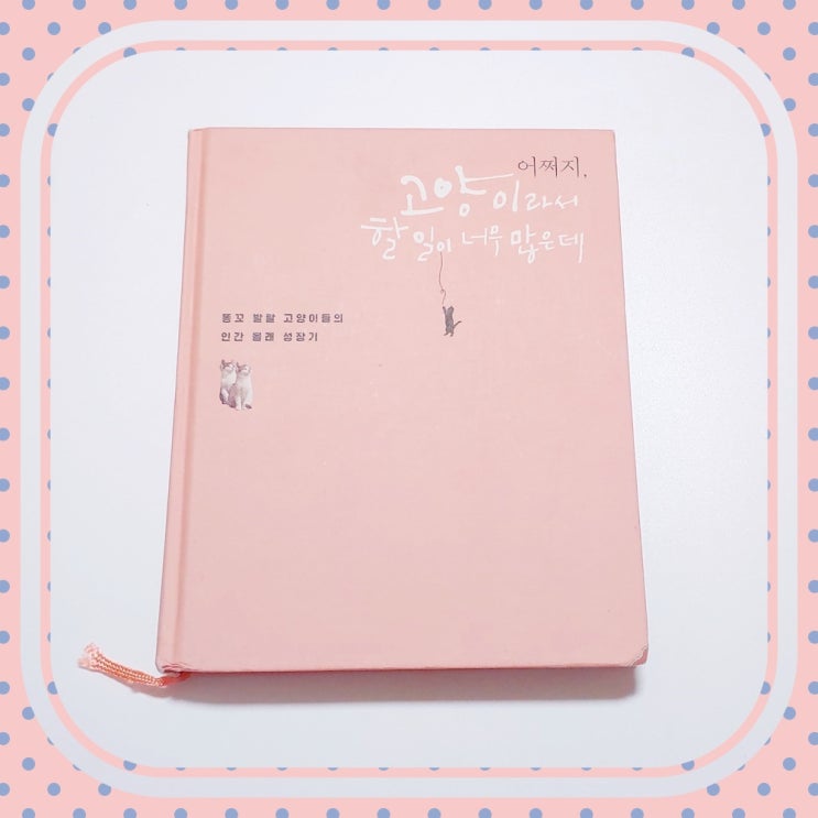 고양이 에세이 어쩌지, 고양이라서 할 일이 너무 많은데