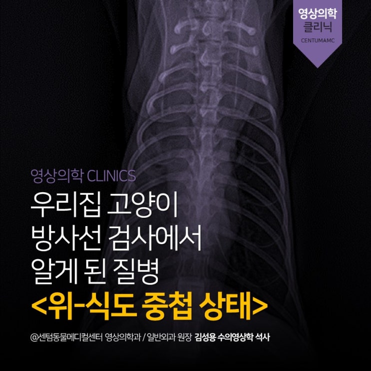  [부산영상전문동물병원] 아기 고양이 구토! 위-식도 중첩 상태 (센텀동물메디컬센터, 수의영상의학 석사 판독)