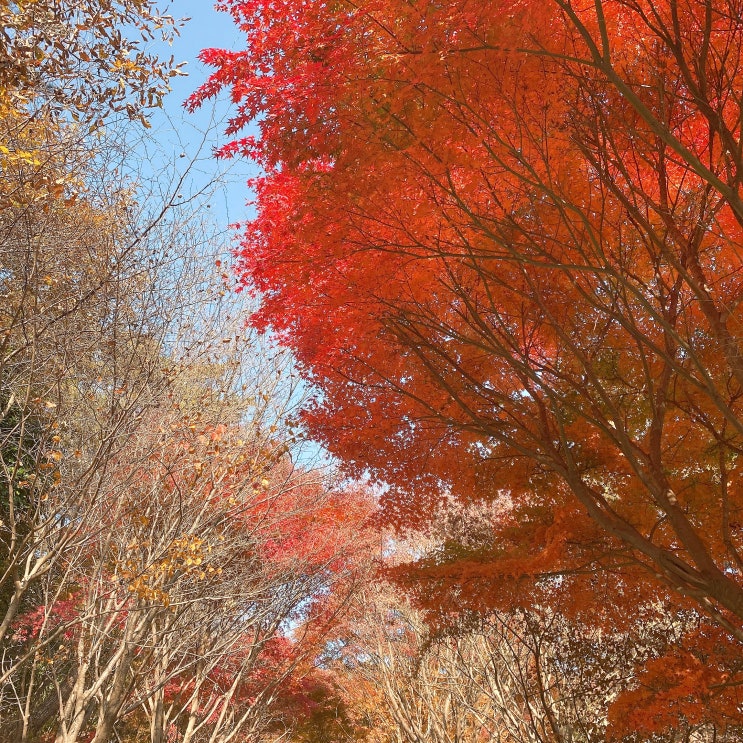 국립나주숲체원과 금성산 - "가을을 기억하며"