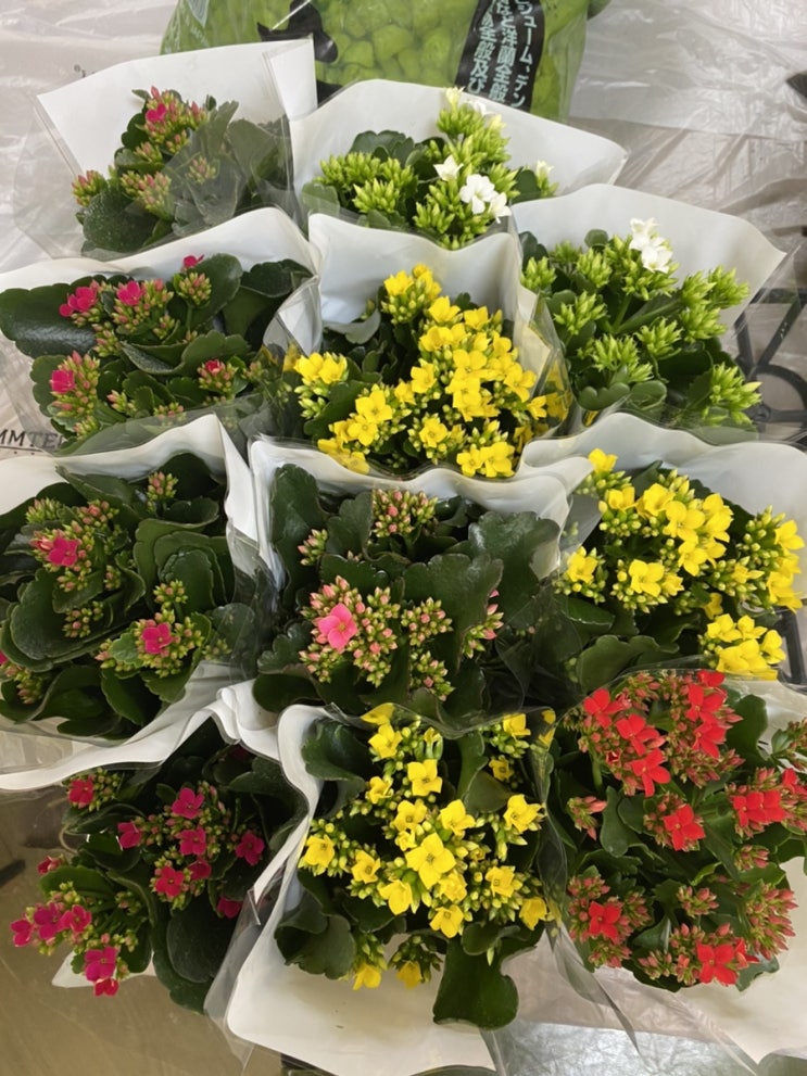  양산 문화강좌:) 플로리스트 기본실무 과정 중 - 가드닝 클래스