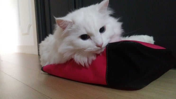 가방 좋아하는 고양이 솜이