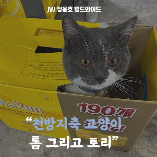  [톰&토리] 천방지축 고양이 일상