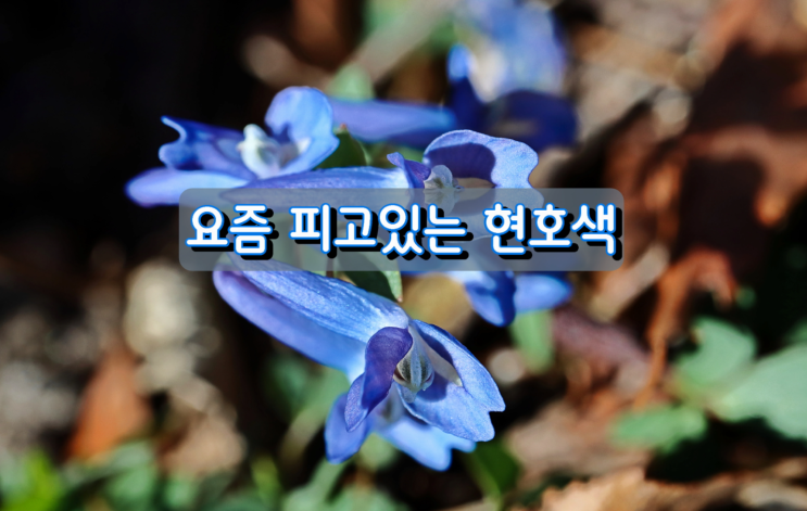 요즘 피고있는 봄꽃, 현호색