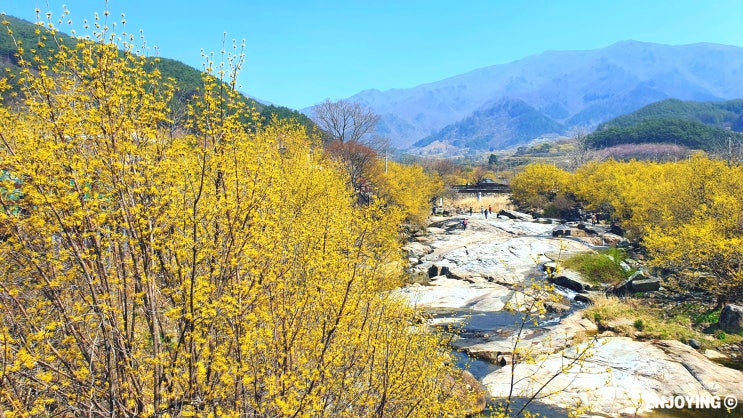  구례산수유마을 꽃놀이 코스 꿀팁 포함