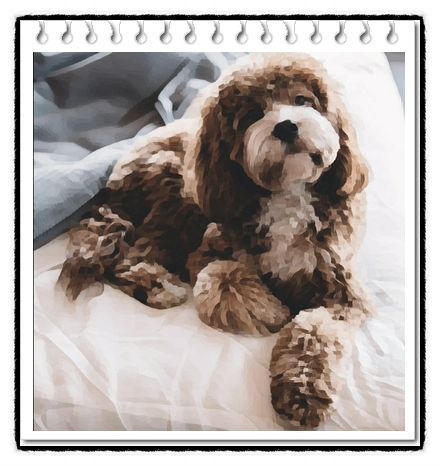  카바푸(Cavapoo)의 분양가격 및 품종에 대해서