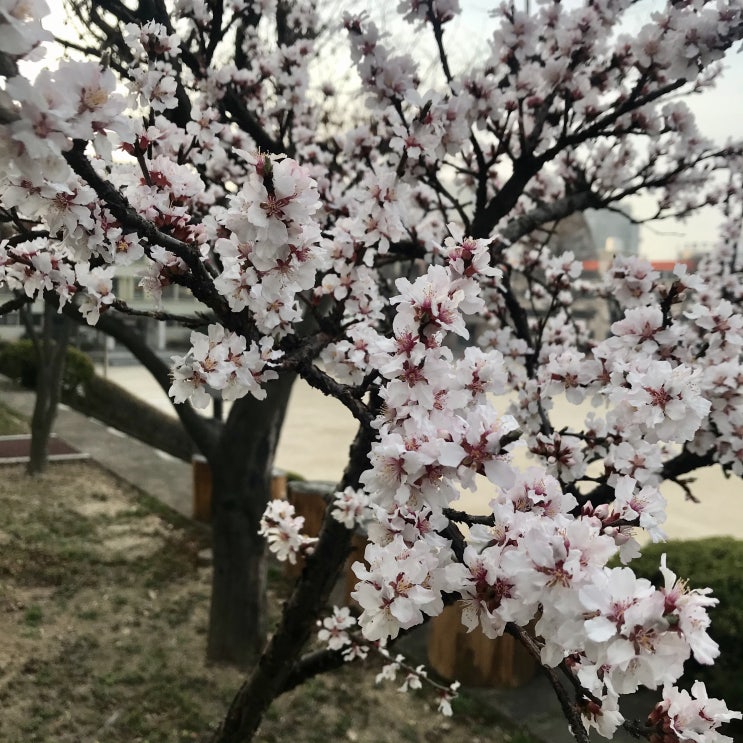 슬쌍디아빠 교단일기 FILE 155 / 교정에 핀 꽃과 나무