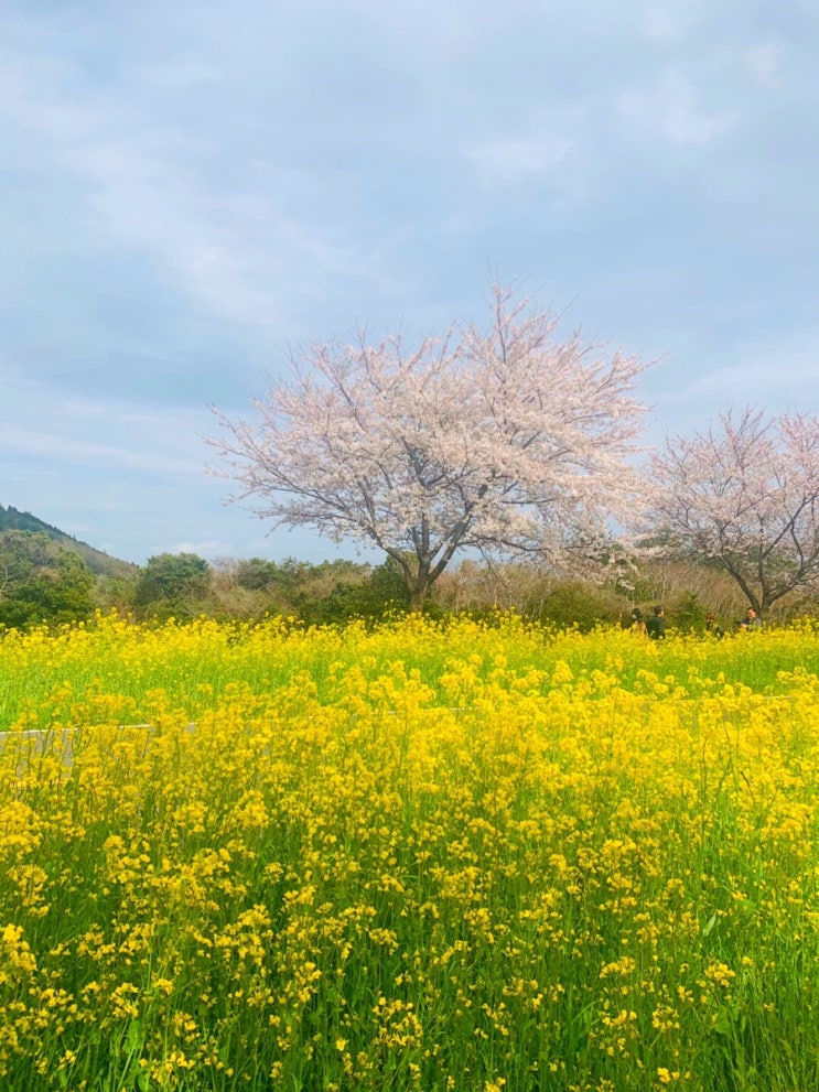  제주도 표선—드라이브로도 산책으로도 즐길수 있는 무료 유채꽃밭 과 벚꽃이 만개한 명소 가시리