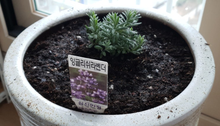  잉글리쉬 라벤더