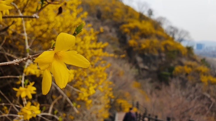 응봉산에 개나리꽃이 활짝 피었습니다