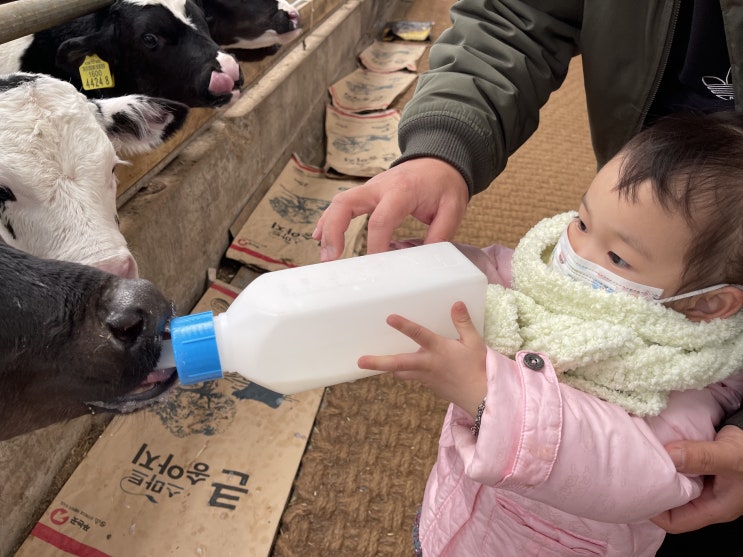  경기김포_소밥주기부터 우유짜기까지 예약필수인 32개월아이 목장 체험기 "연보람목장" (비와도걱정NO)