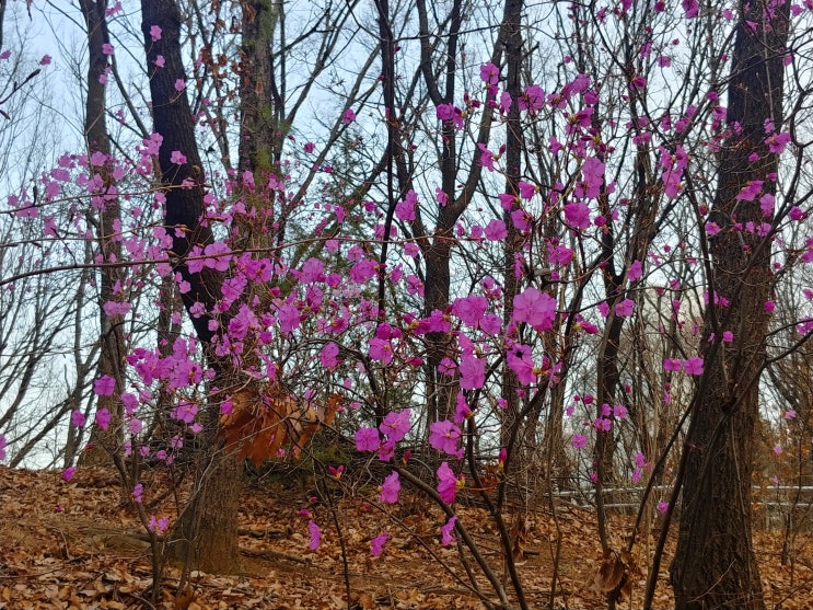 능안공원 진달래